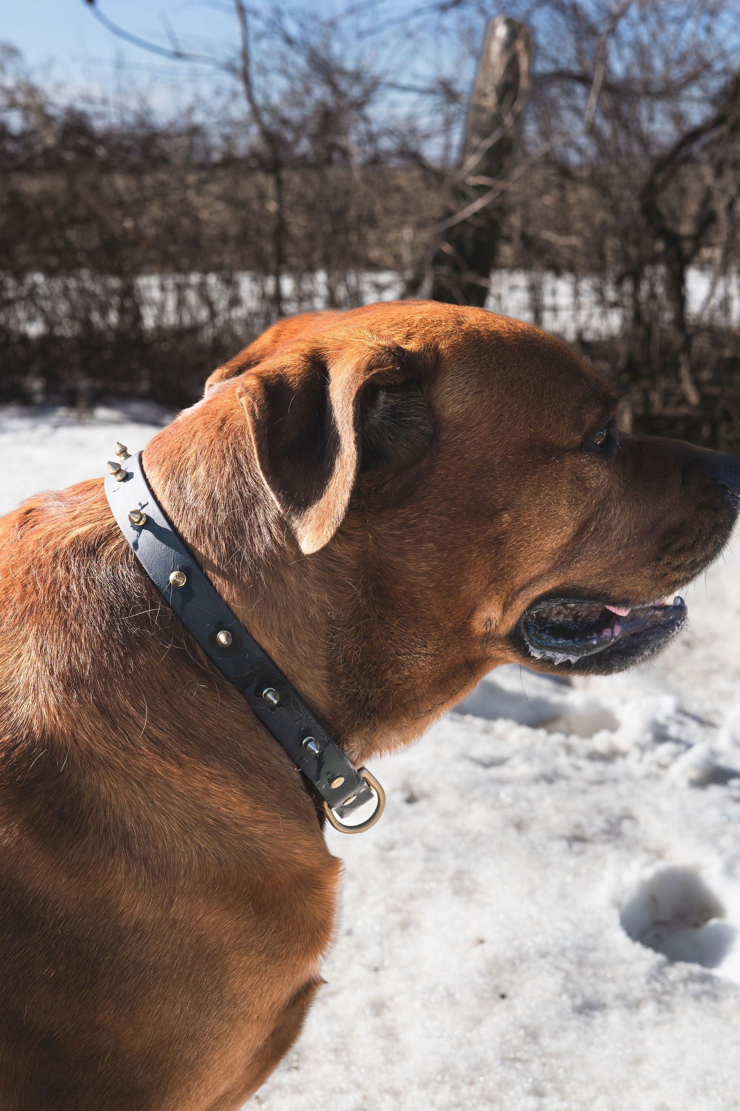 Standard Collar with Spikes