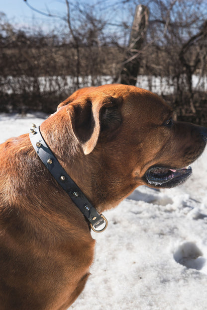 Standard Collar with Spikes