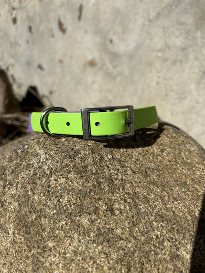 Two-Tone Standard Collar