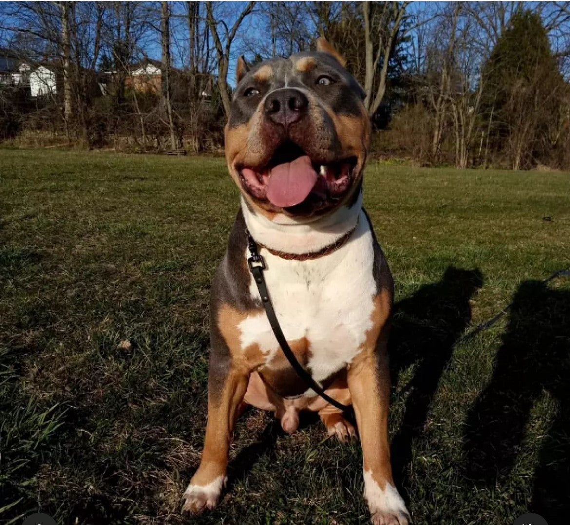 Two-Tone Standard Leash