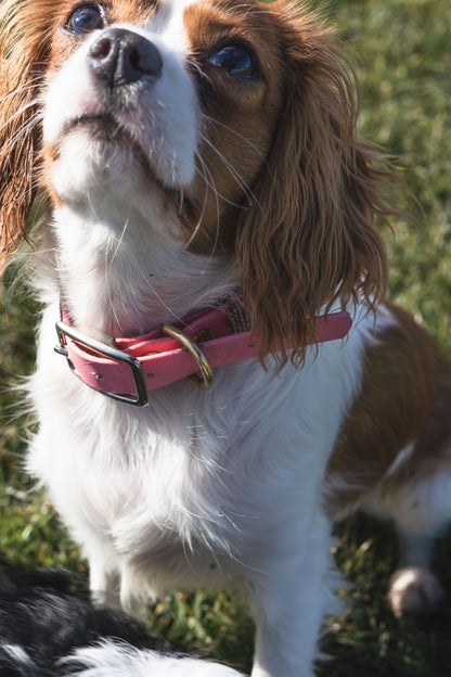 Standard Collar