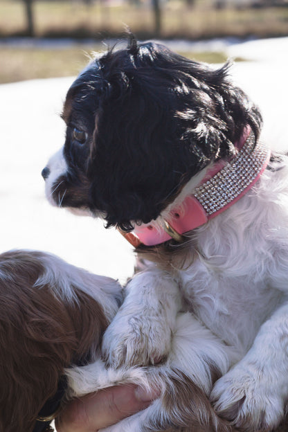 Standard Collar with Embellishments